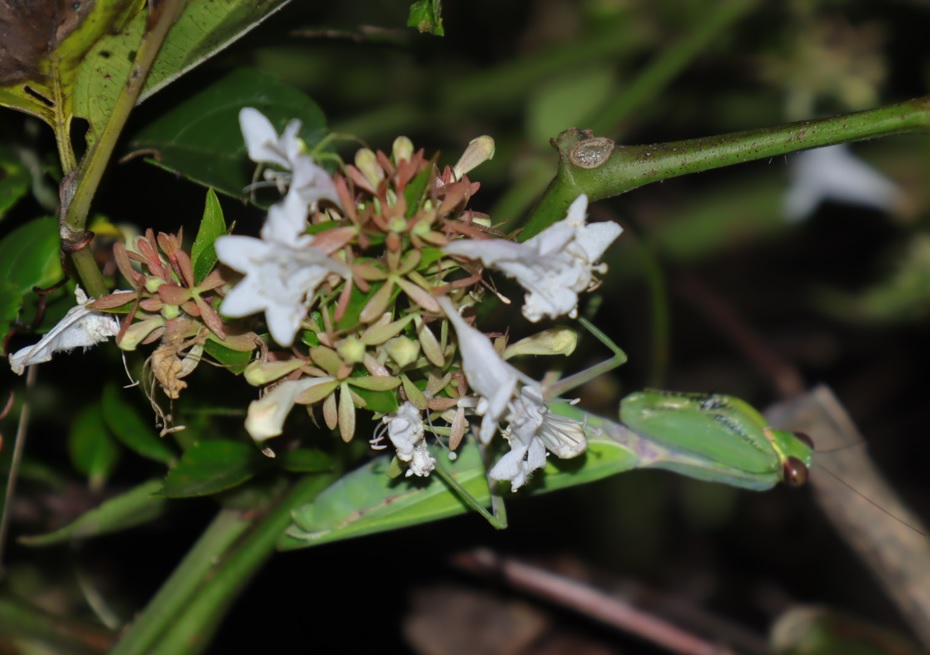ヤブカラシ_花の下で獲物を待ち構えるハラビロカマキリ 2021年8月28日 19時55分頃 気温28度